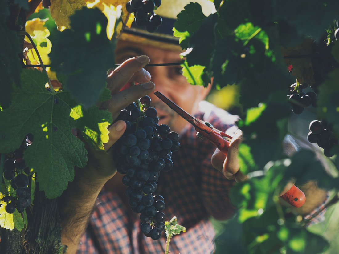 Managing_Wine_Businesses_Formação-para-Executivos